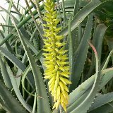 Aloe vera ©JLcoll.385.JPG